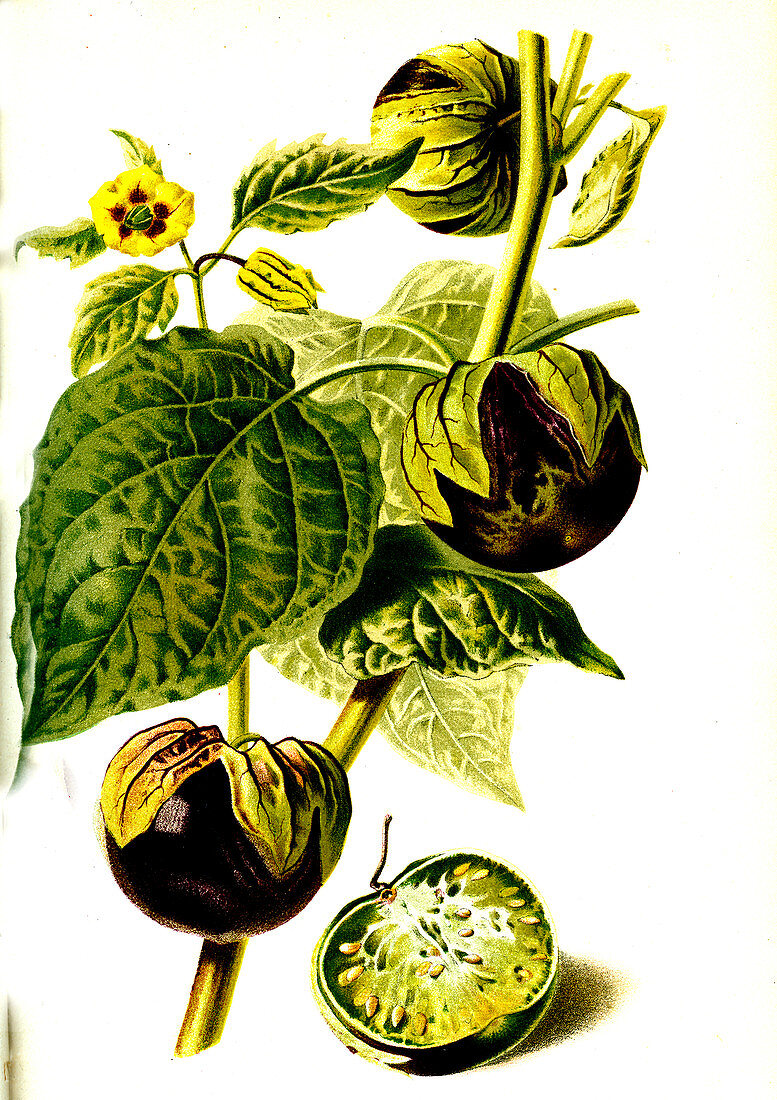Physalis violacea fruits, 19th century