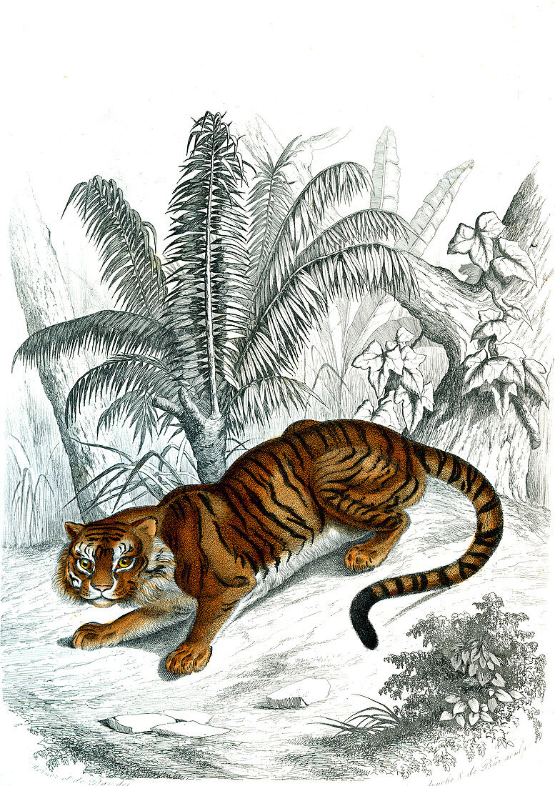 Bengal tiger, 19th century