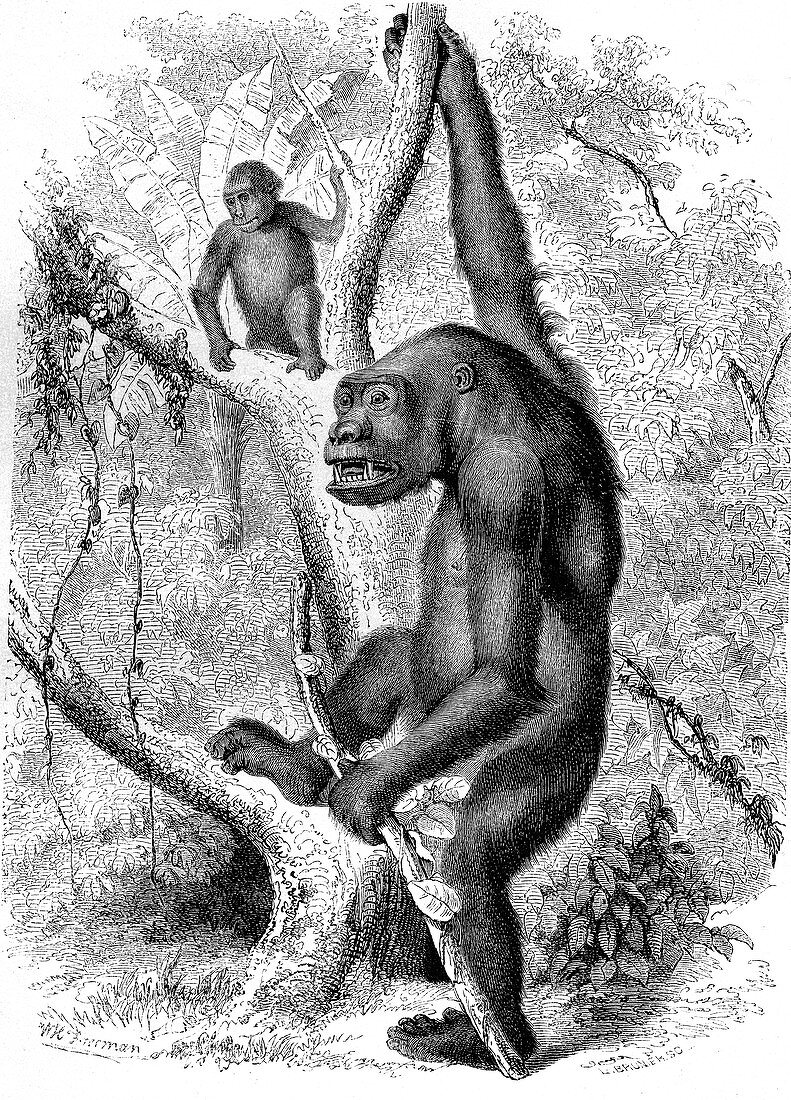 Western gorillas, 19th century