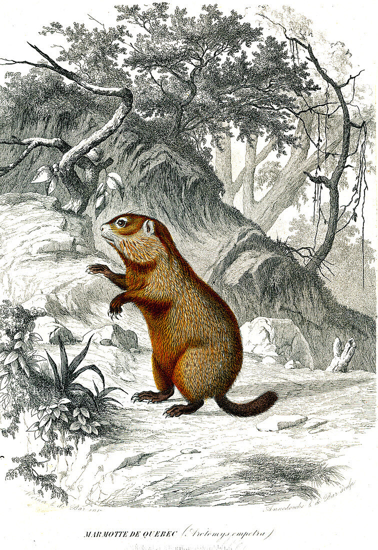 Groundhog, 19th century