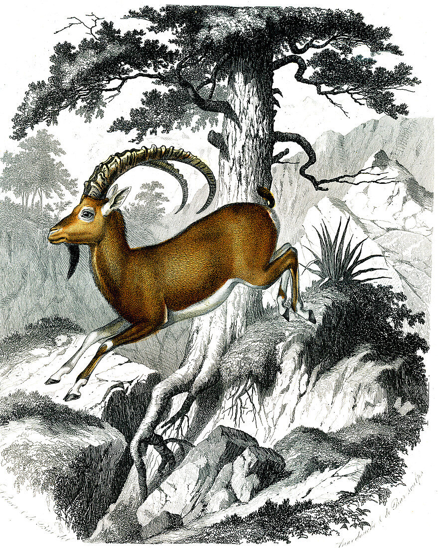 Nubian ibex, 19th century