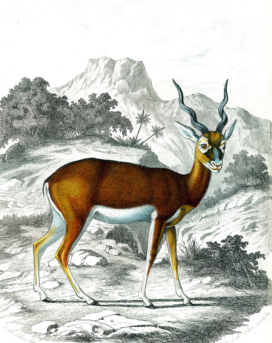 Indian antelope, 19th century