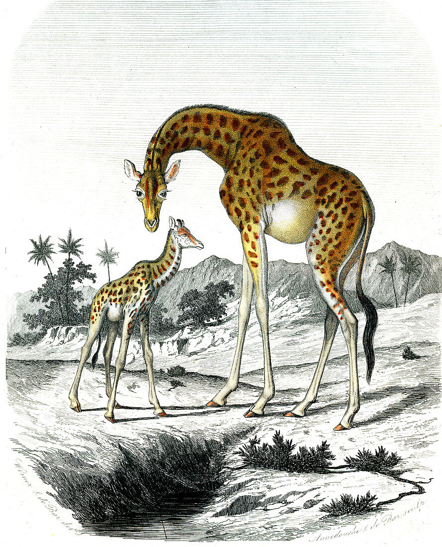 Nubian giraffe, 19th century