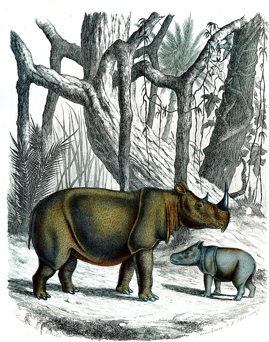 Sumatran rhinoceros, 19th century