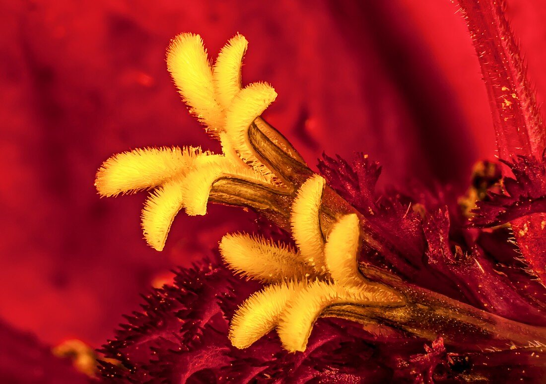 Zinnia flower, light micrograph