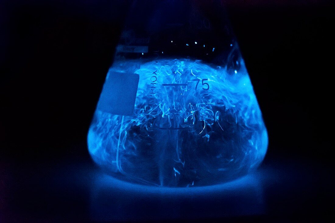 Bioluminescence of Pyrocystis fusiformis