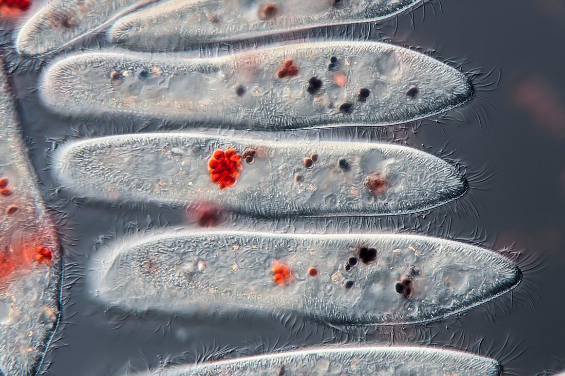 Paramecium ciliates, light micrograph