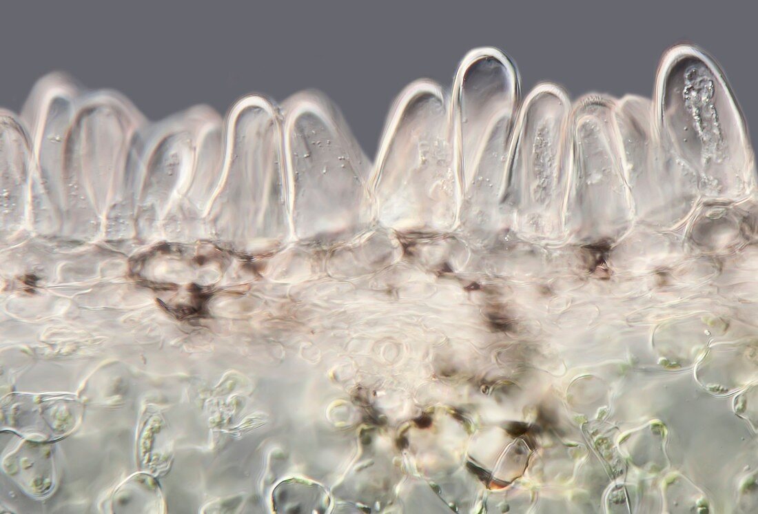Zinnia petal section, light micrograph