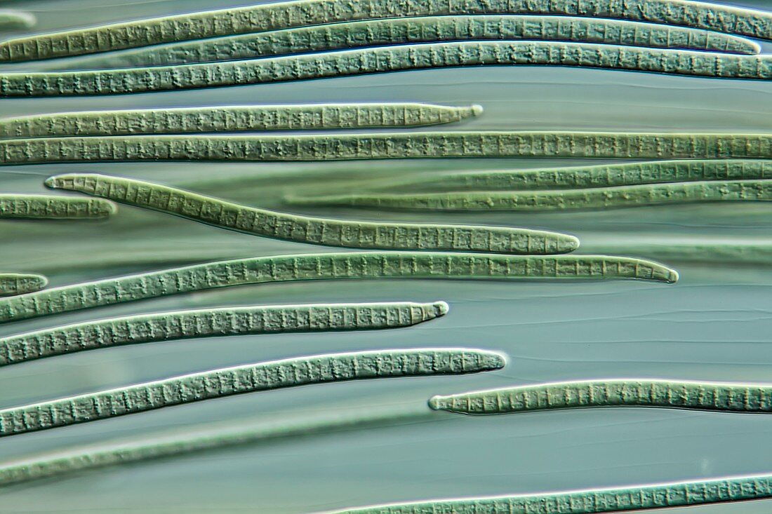 Oscillatoria cyanobacteria, light micrograph