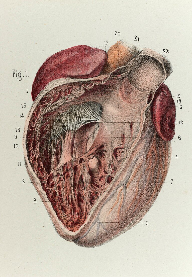 Internal heart anatomy, 1866 illustration