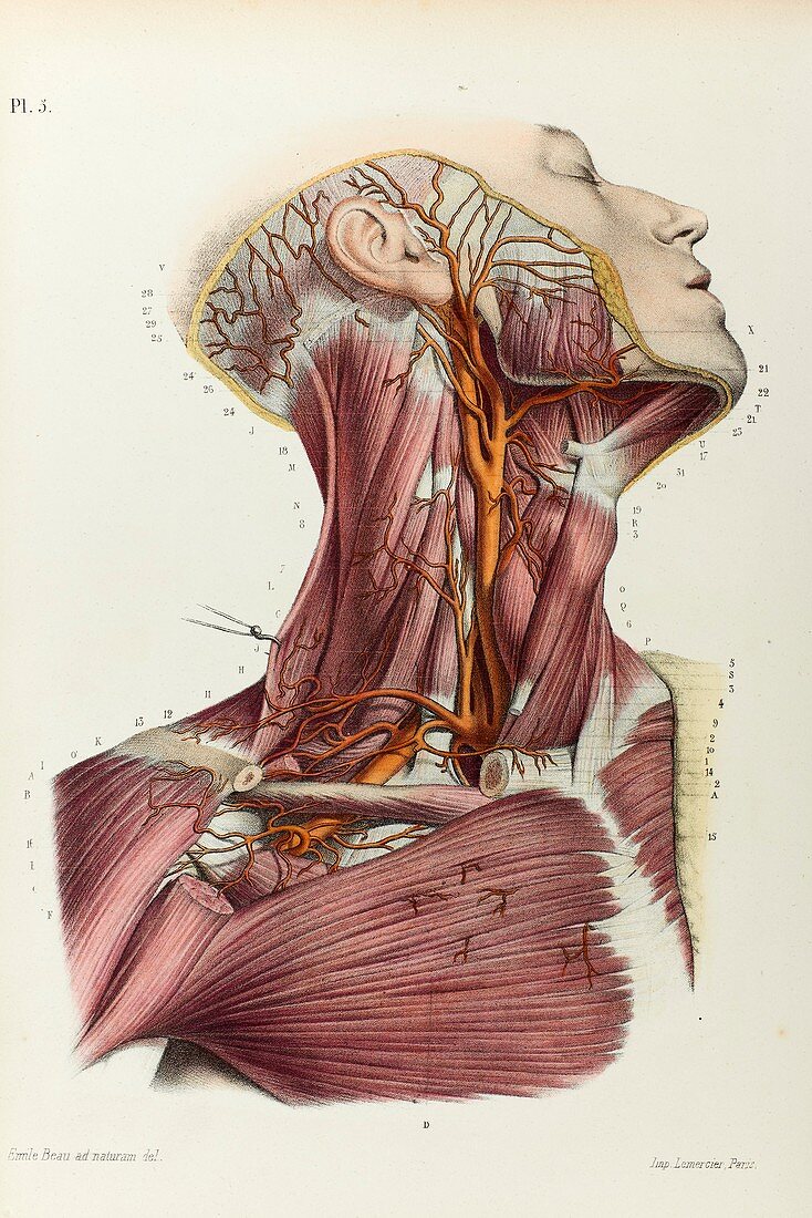 Neck arteries, 1866 illustration