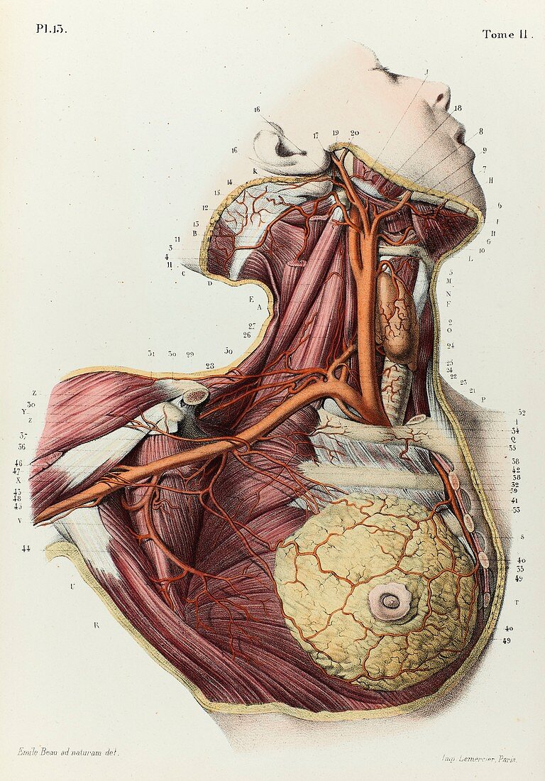 Neck and armpit arteries, 1866 illustration