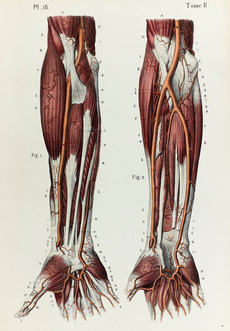 Lower arm arteries, 1866 illustration