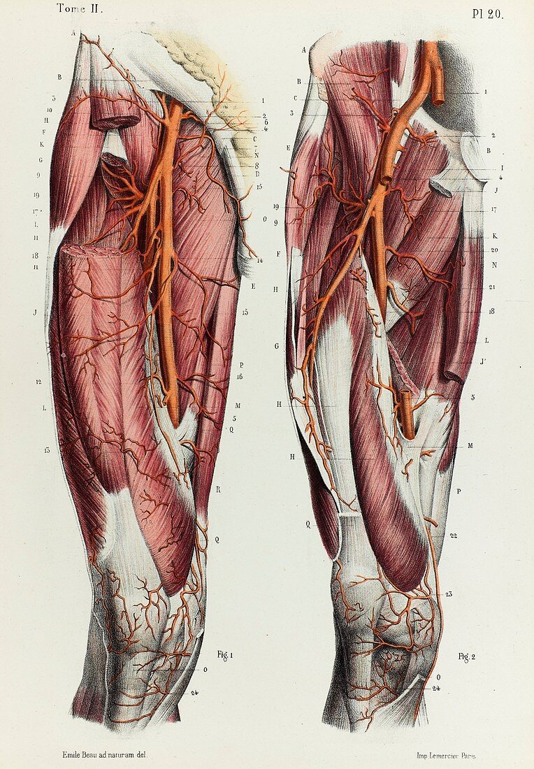 Thigh arteries, 1866 illustration