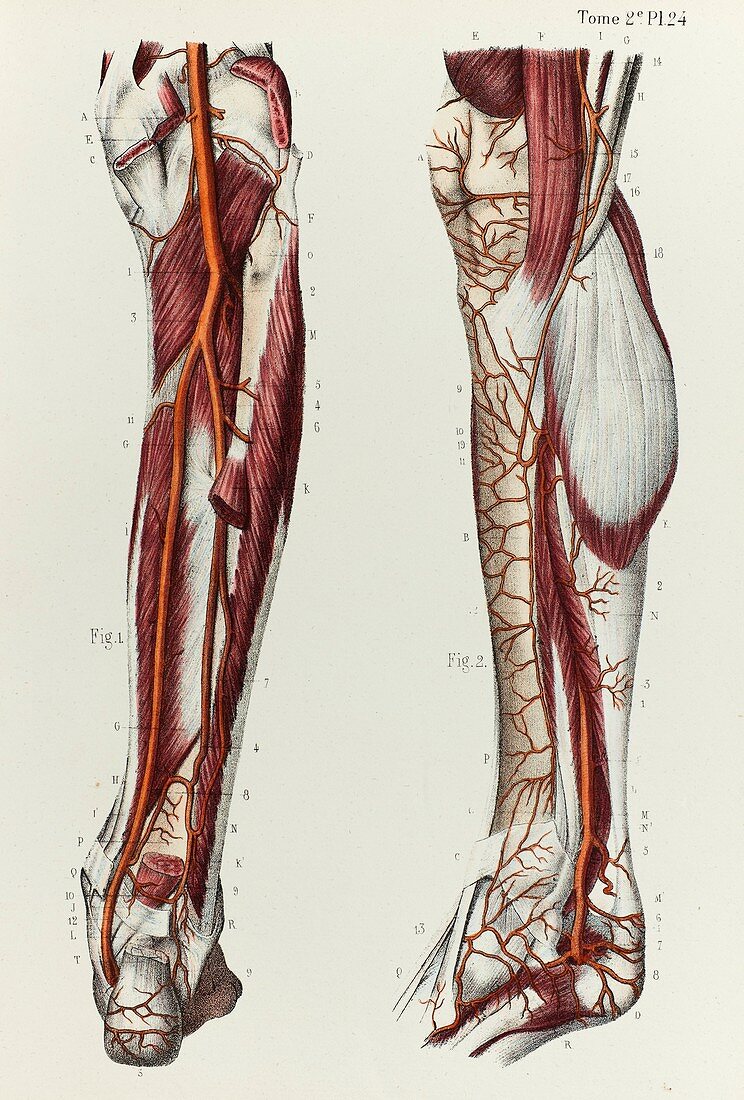 Lower leg arteries, 1866 illustration