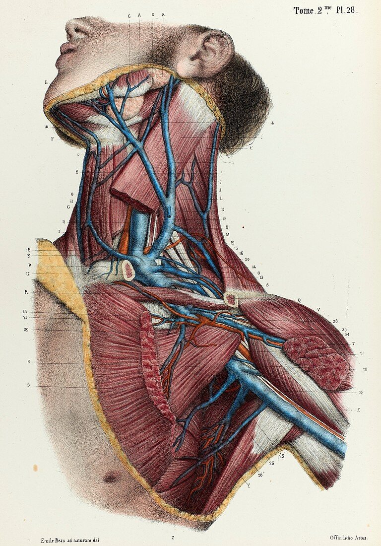 Neck and armpit veins, 1866 illustration