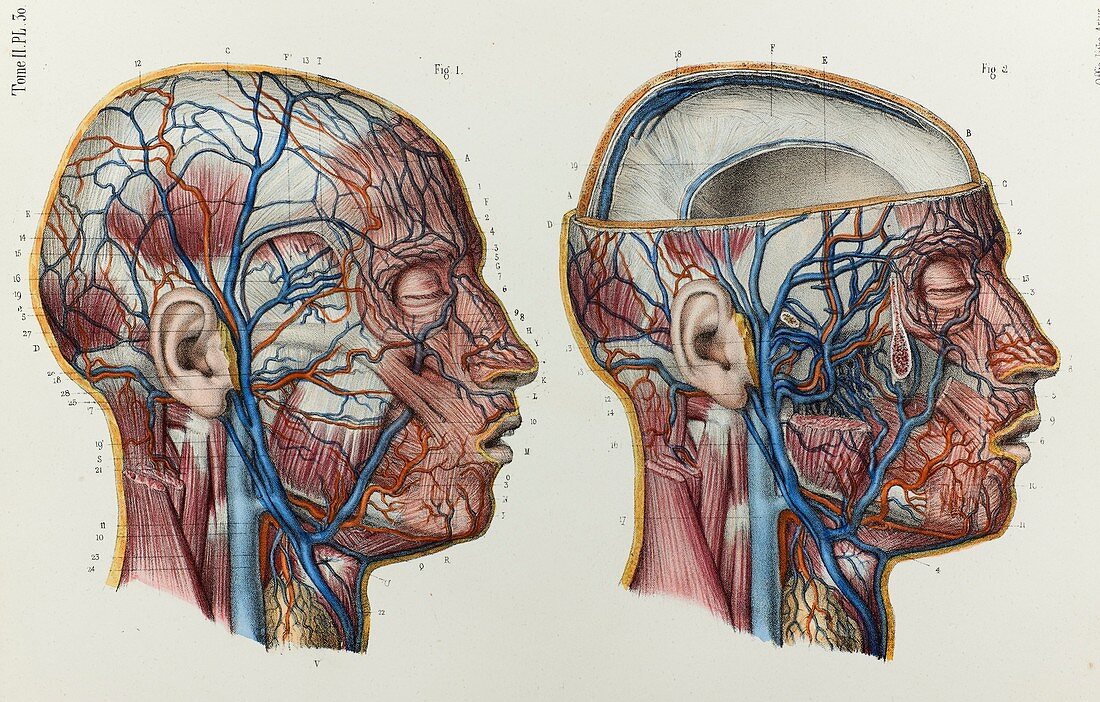 Head veins, 1866 illustration