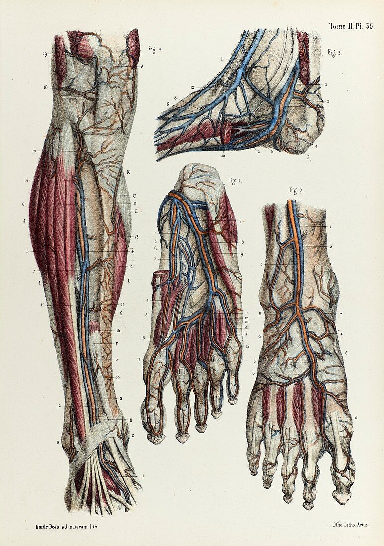 Lower leg and foot veins, 1866 illustration