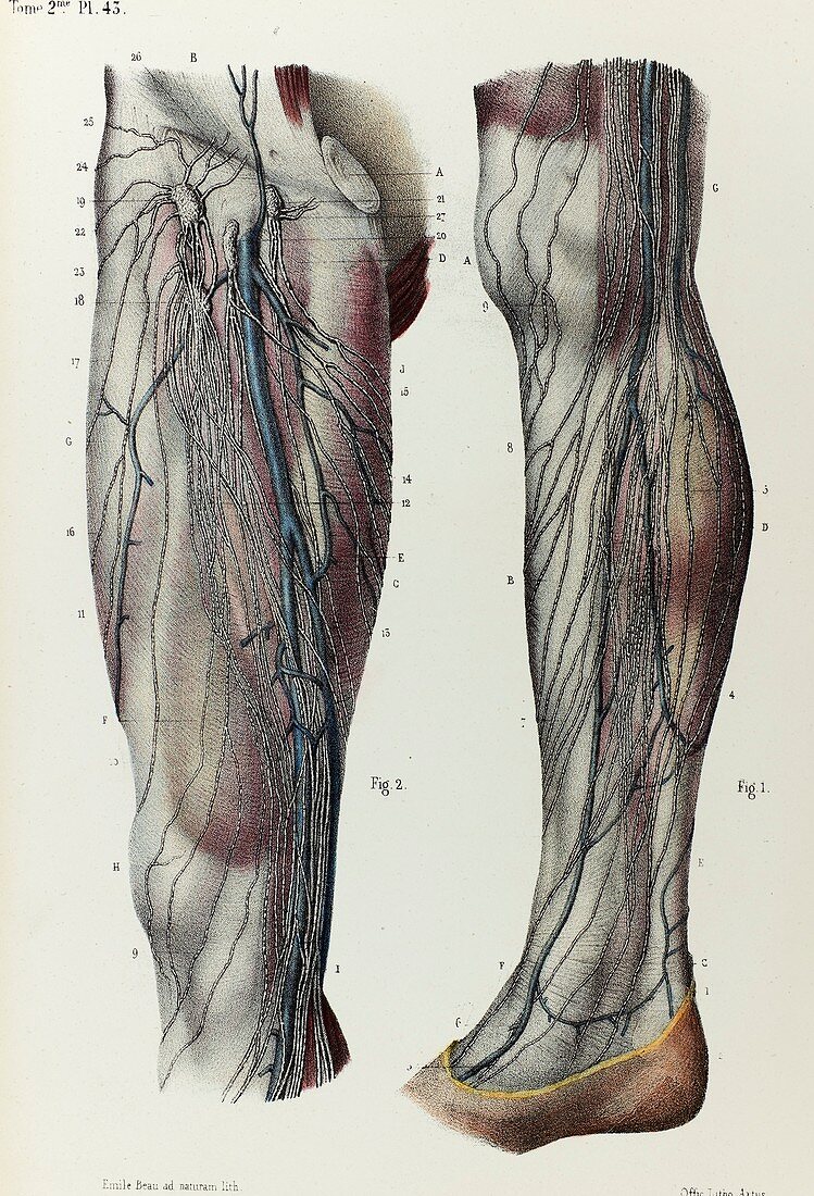Leg lymphatic vessels, 1866 illustration