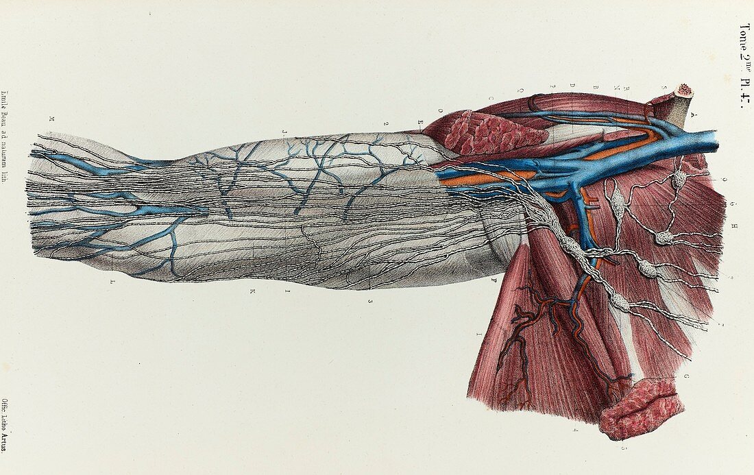 Upper arm lymphatic vessels, 1866 illustration