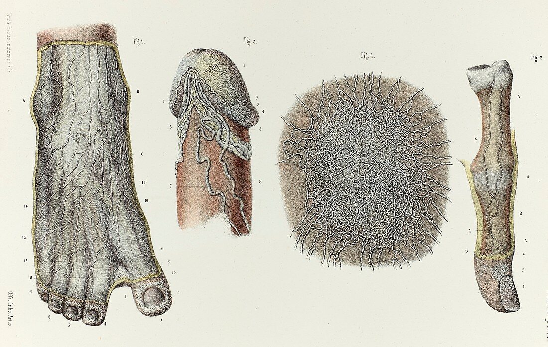 Foot, penis, thumb lymphatic vessels, 1866 illustration