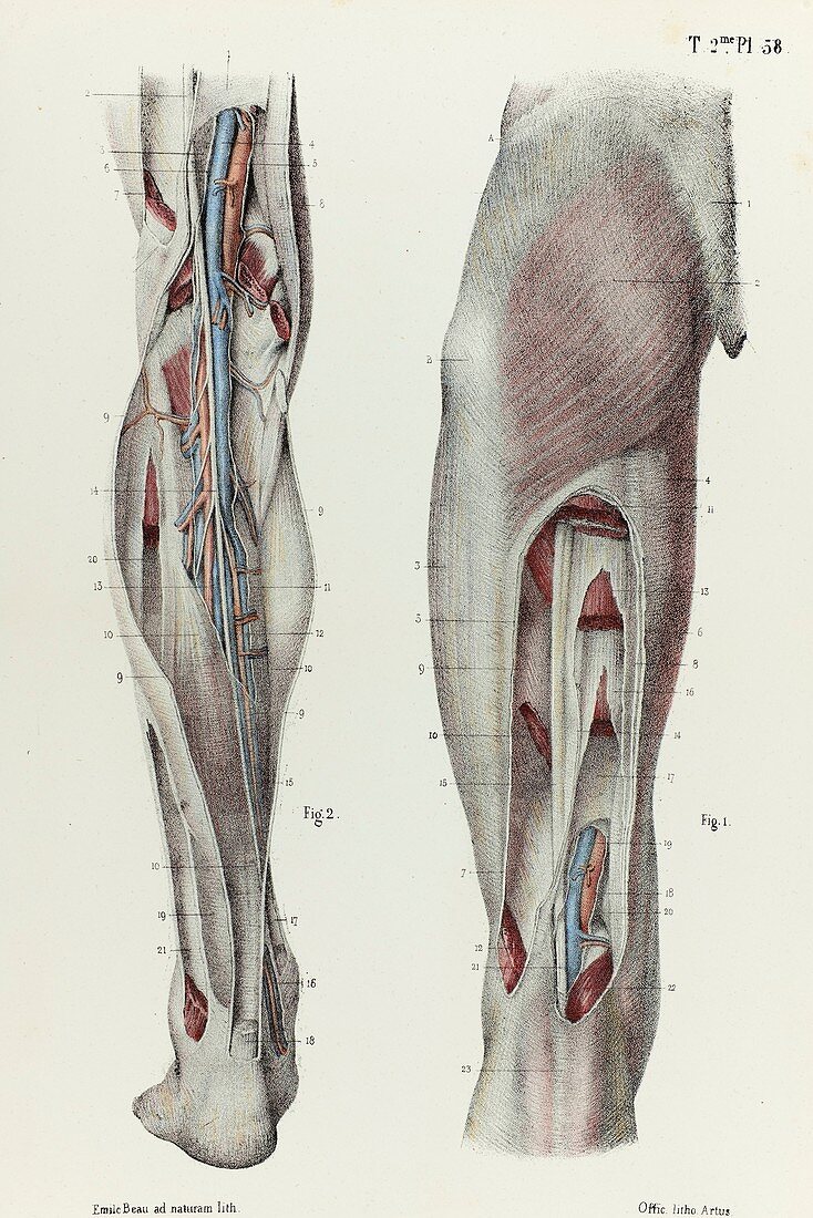 Thigh and lower leg fascia, 1866 illustration