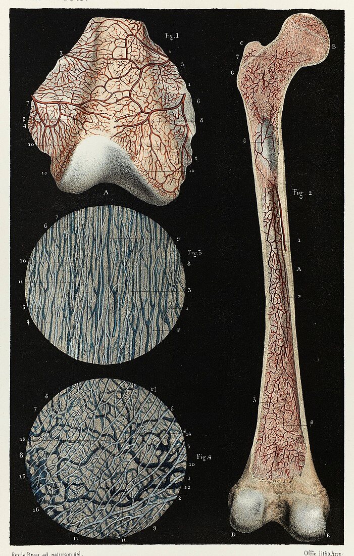 Bone blood vessels, 1866 illustration
