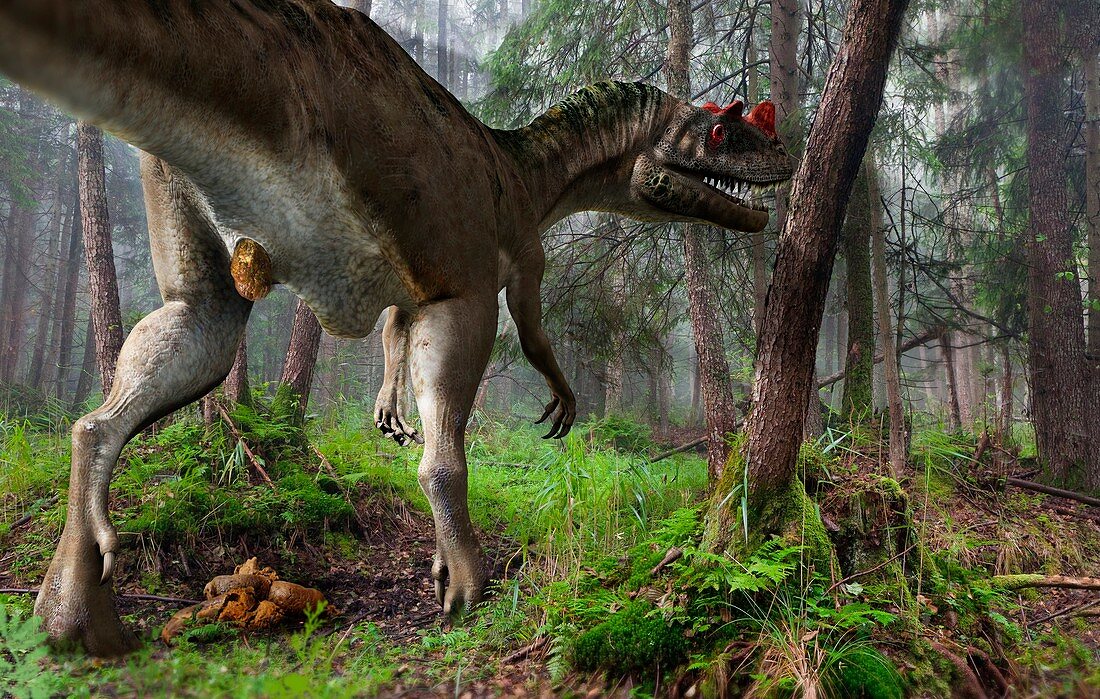 Ceratosaurus dinosaur defecating, illustration