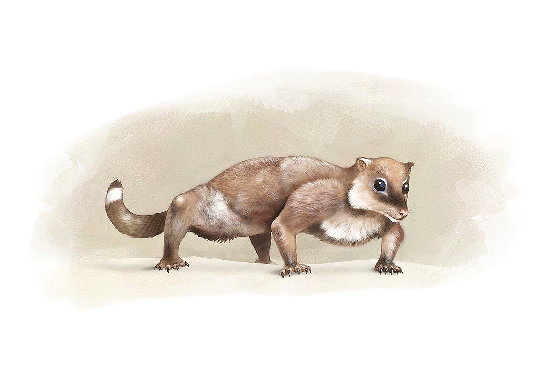 Yanoconodon prehistoric mammal, illustration