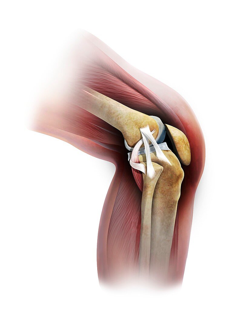 Knee ligaments, illustration