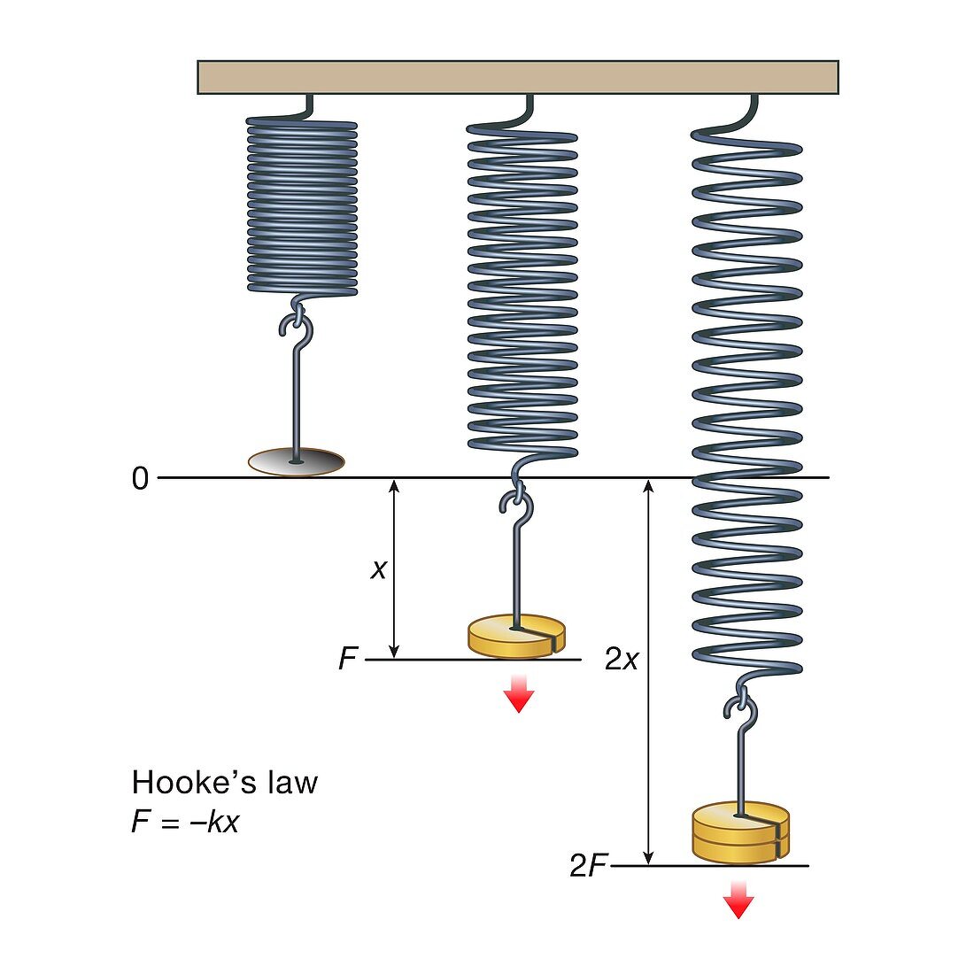 Hooke's law, illustration