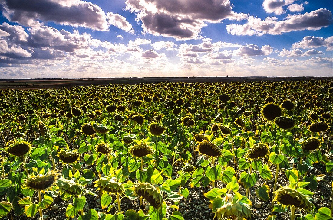 Sunflower crop