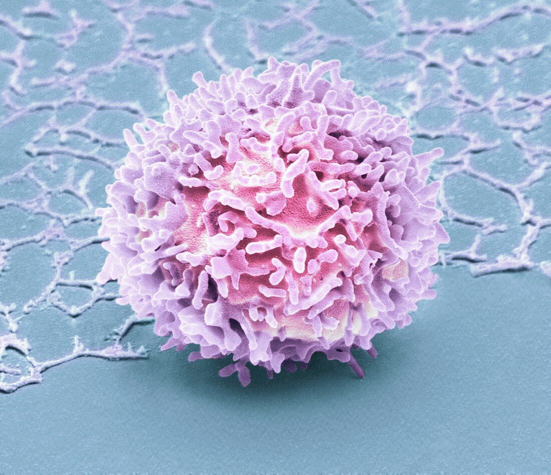 Natural killer cell, SEM