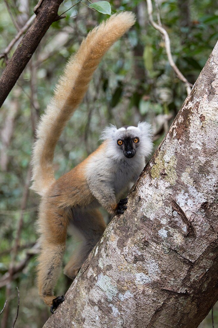 Femal black lemur in a tree