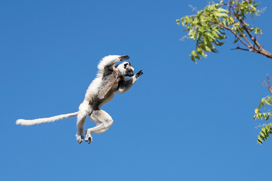 Verreaux's sifaka leaping