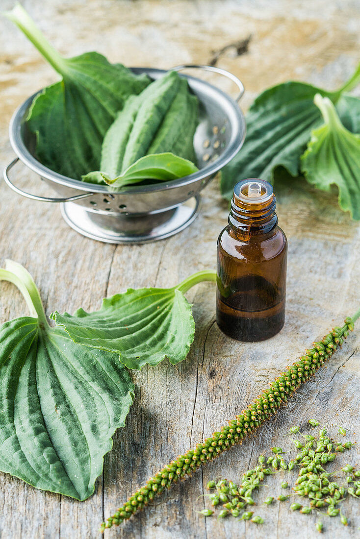 Essential oil of greater plantain