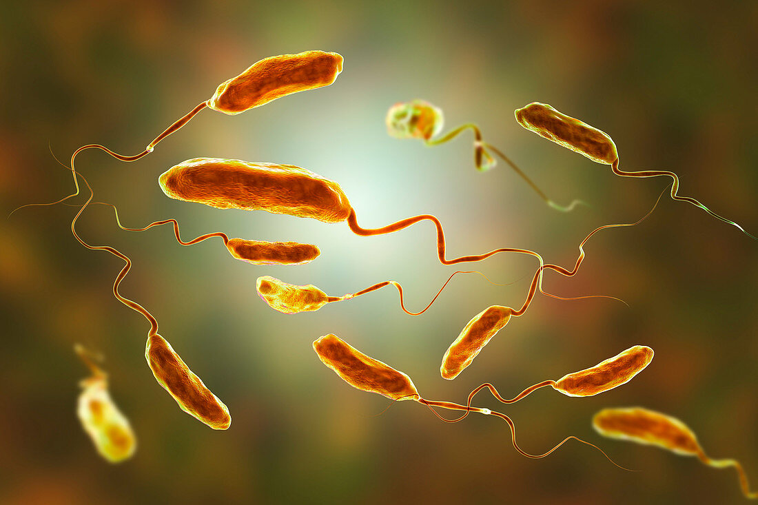 Cholera bacteria, illustration