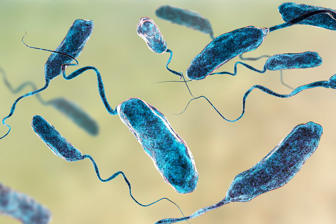 Cholera bacteria, illustration