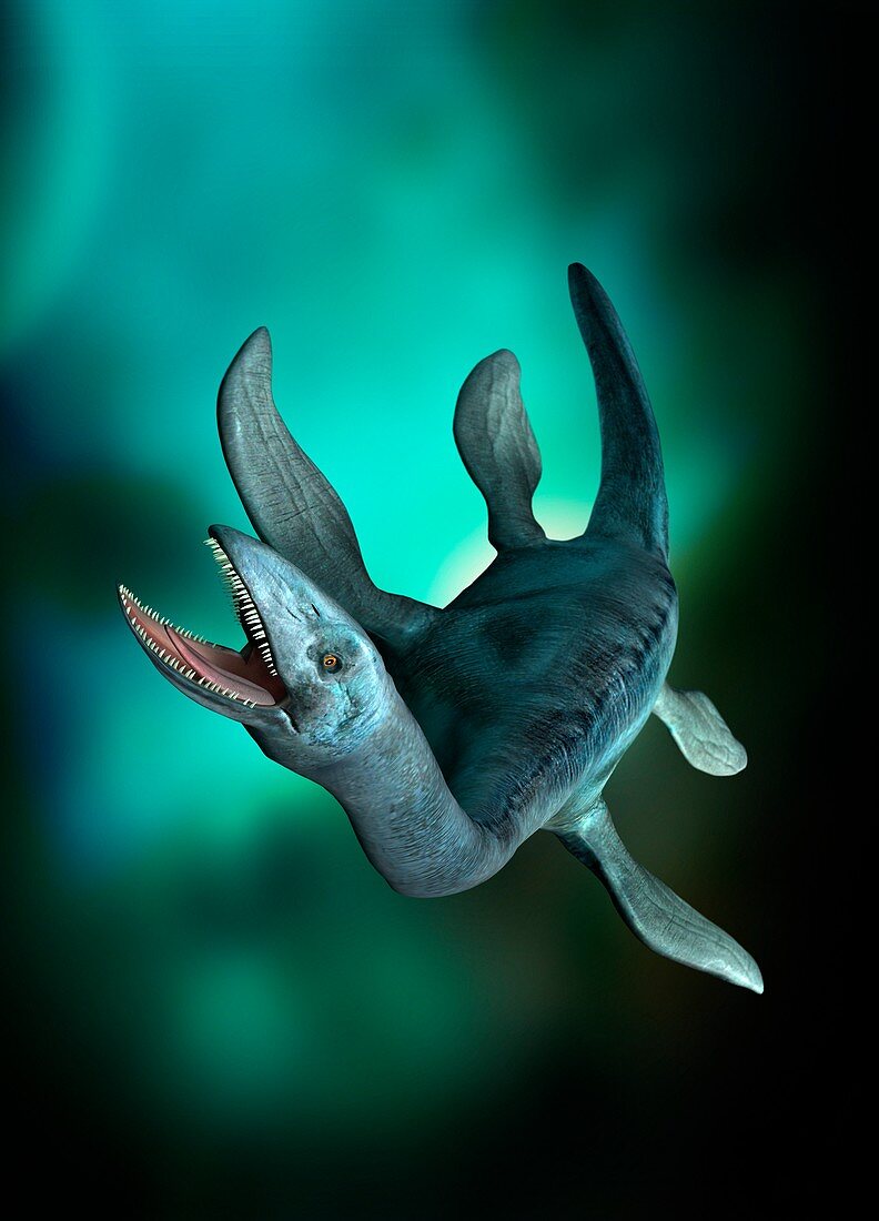 Underwater creature, illustration