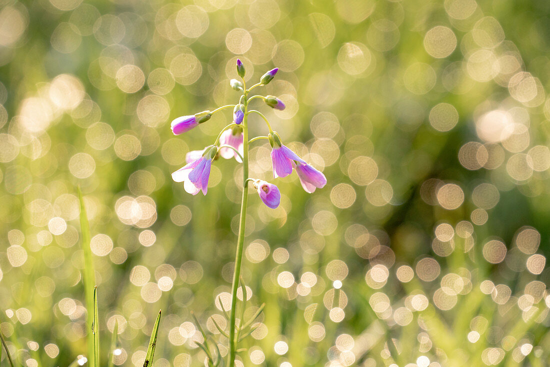 Wild flower in grass