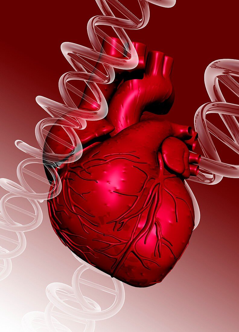 Human heart and dna strand, illustration