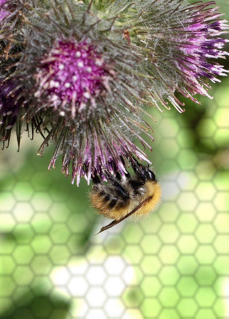 Bee on thistle flower, close up., illustration