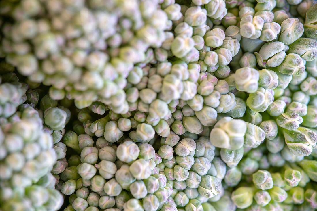 Broccoli florets