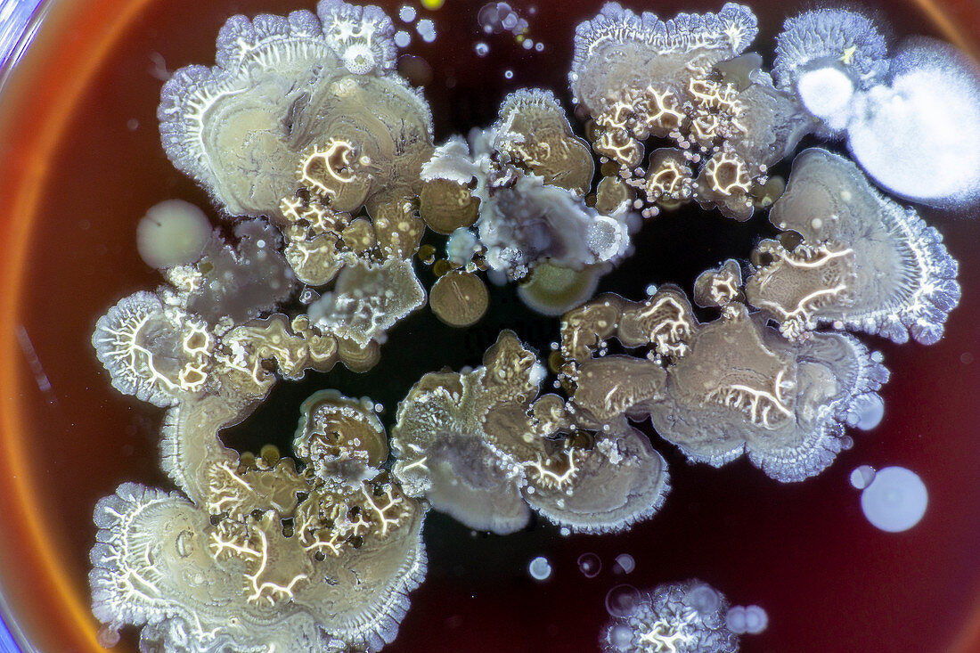 Fungus growing on agar