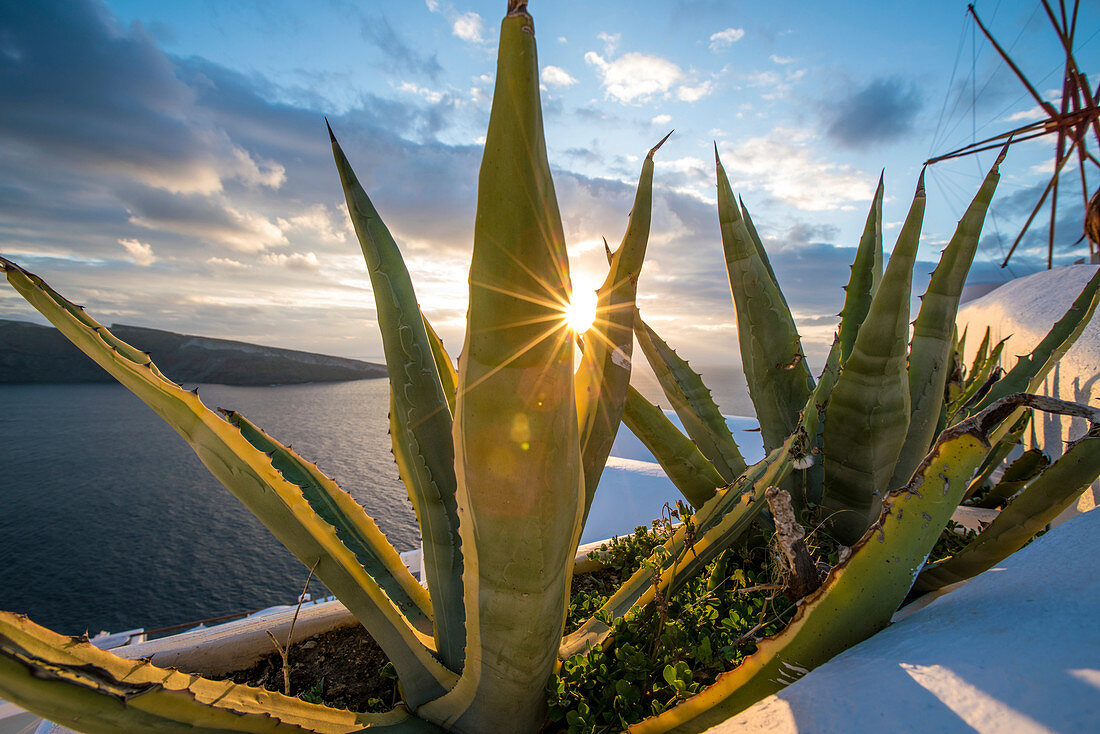 Aloe vera at sunset