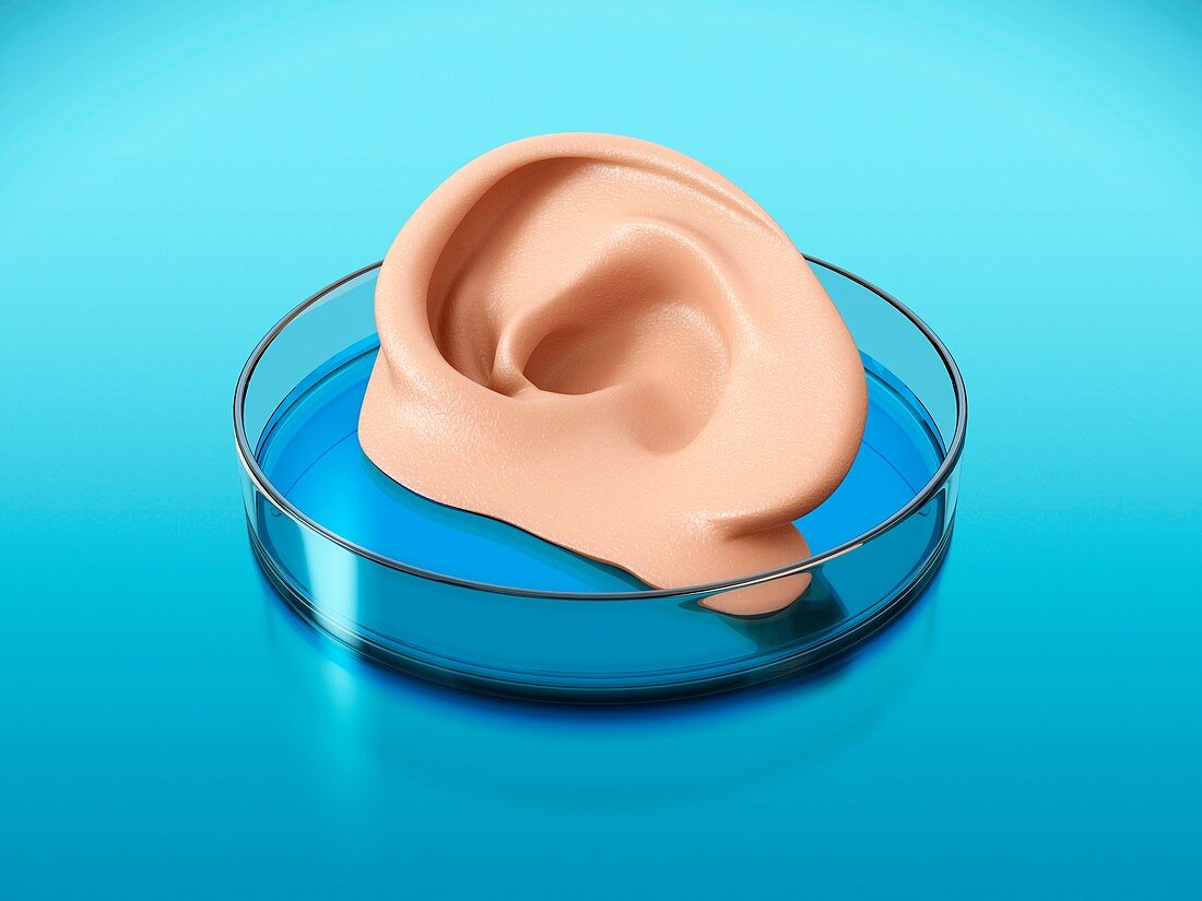 Artificial human ear, illustration