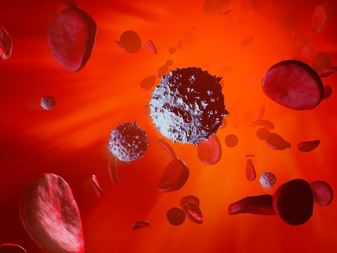 Cells in blood stream, illustration