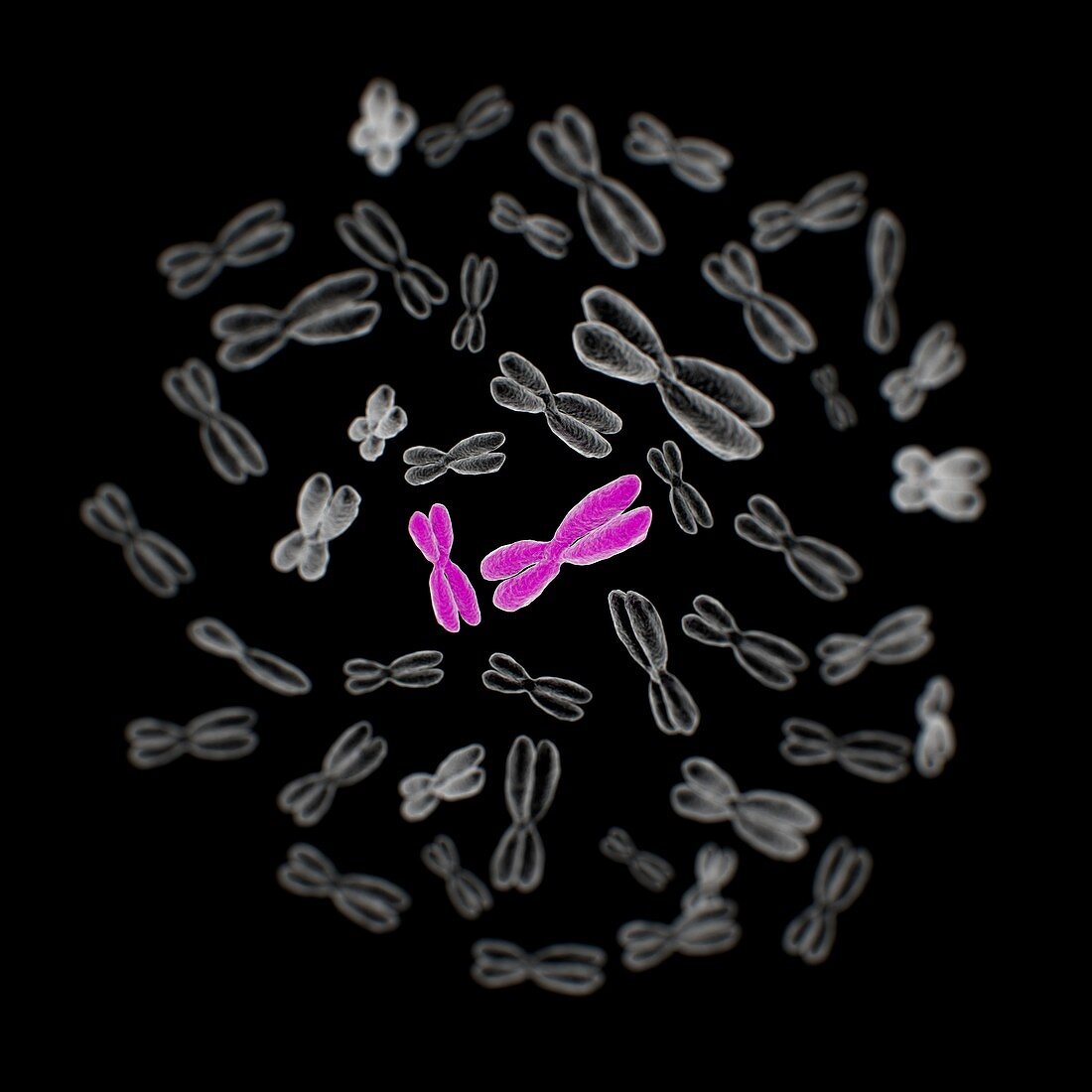 Set of human chromosomes, illustration