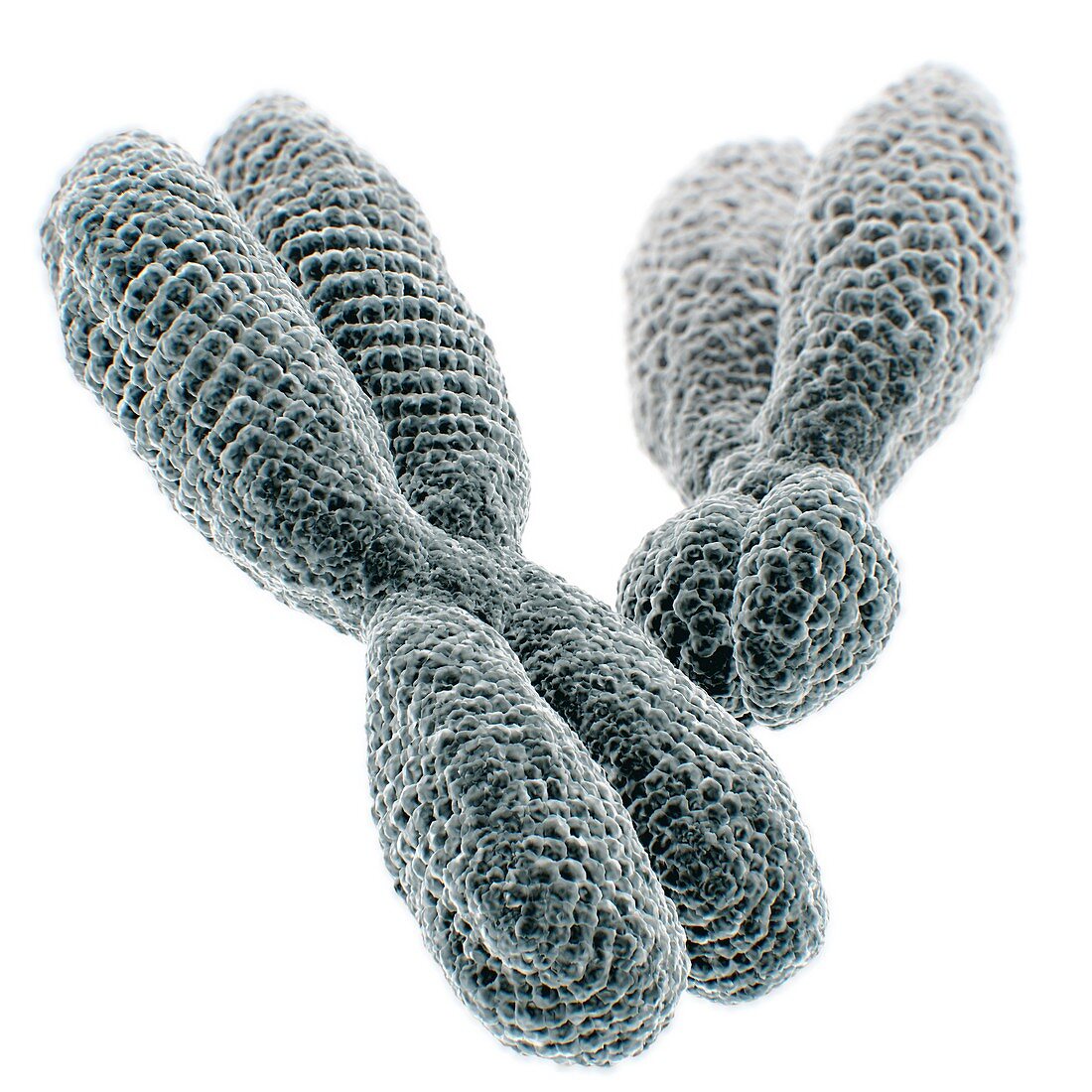 XY chromosomes, illustration