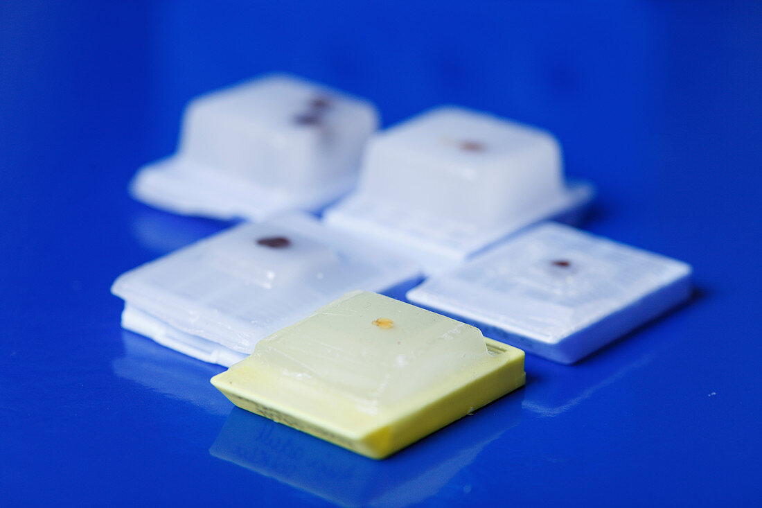 Microscopy samples embedded in paraffin